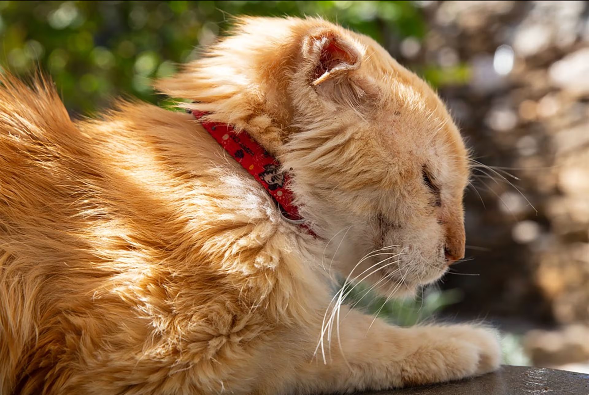 El voluntariado con gatos en Grecia incluye tareas de alimentación, cuidado sanitario, socialización y mantenimiento del refugio (syroscat.com)
