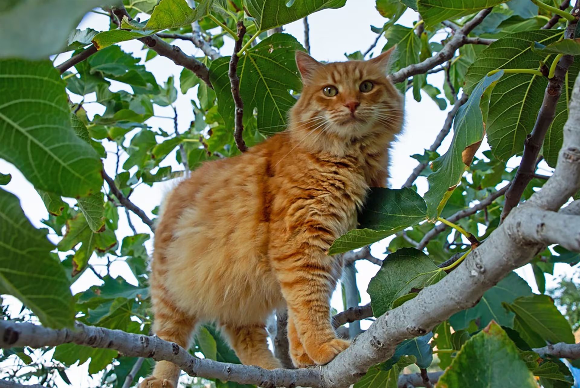 El trabajo diario en el voluntariado de gatos en Grecia exige seis horas por día, cinco días por semana, e incluye medicación y recepción de visitantes (syroscat.com)