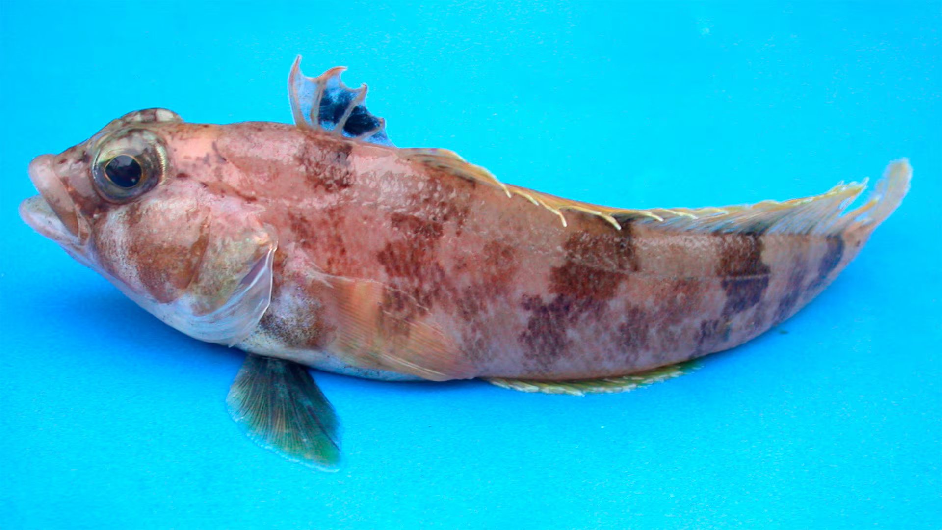 Los investigadores registraron 1.036 nidos activos del bacalao de aleta amarilla distribuidos en 277 grupos sobre el fondo marino./Archivo Wikipedia