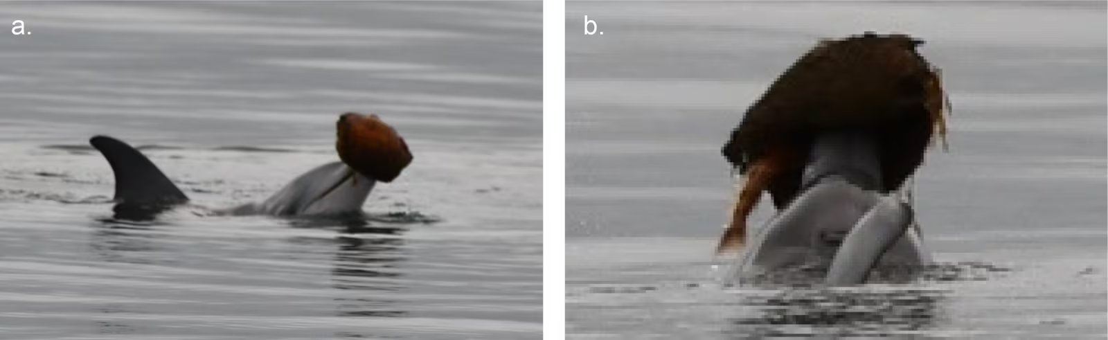 Imágenes tomadas en 2013 y 2019 indican que la conducta de los delfines en el Great Sandy Marine Park existía desde hace más tiempo del que se pensaba (Gentileza, estudio Observaciones del comportamiento de conchado y posibles evidencias de aprendizaje social vertical en delfines nariz de botella en el Parque Marino Great Sandy, Queensland, Australia, publicado en Marine Mammal Science)