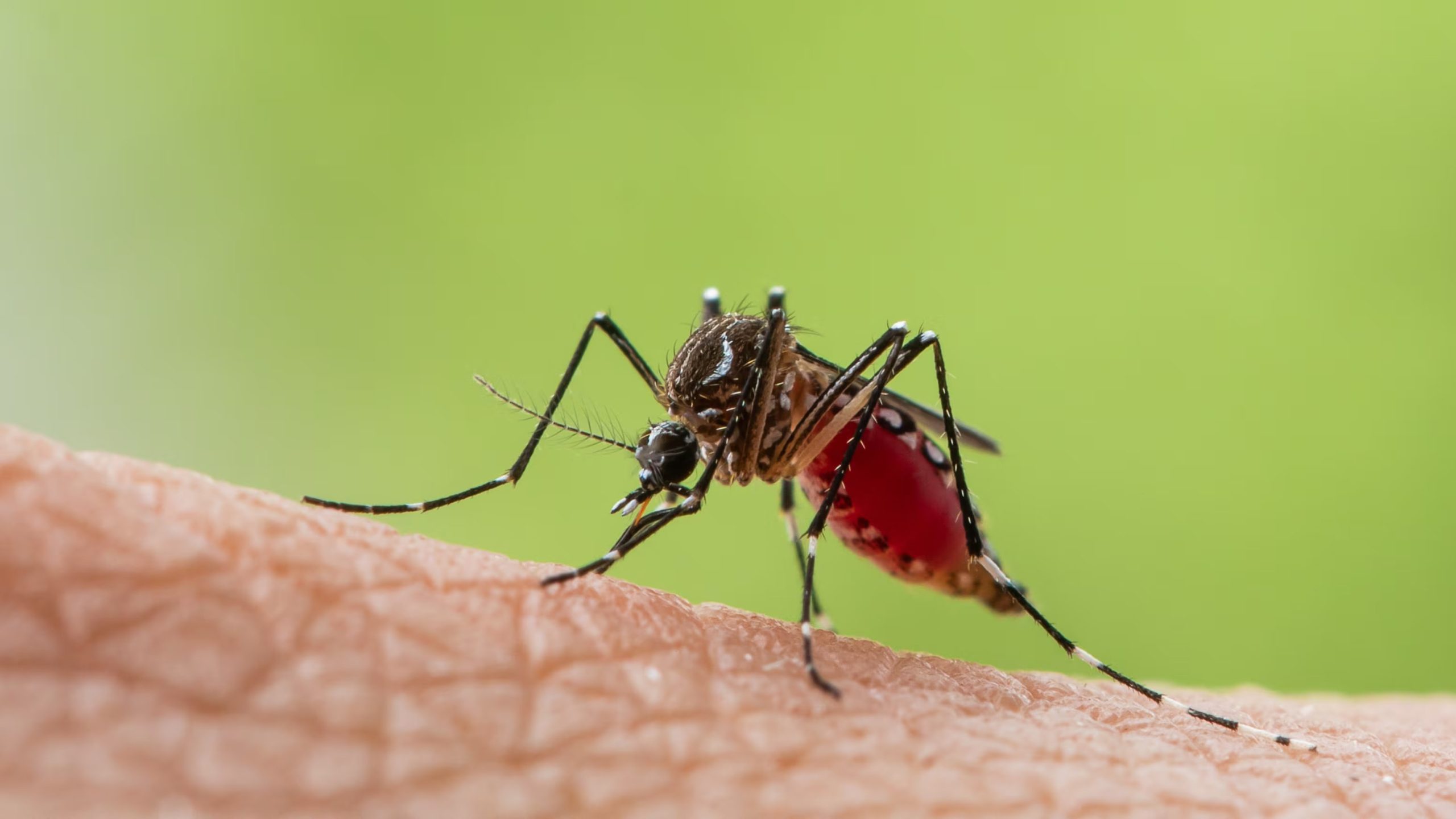El tratamiento ZAP Males apunta al mosquito tigre Aedes albopictus, vector del dengue, el zika y el chikungunya, sin afectar otras especies