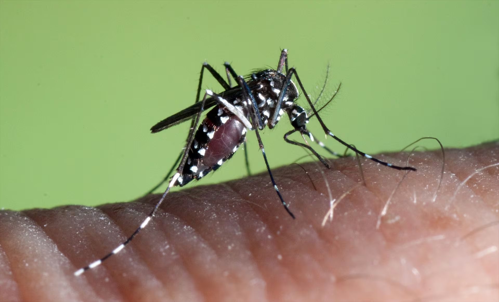 Cada cliente del programa recibe 1.500 mosquitos por semana durante 16 semanas, en un plan que busca reducir la exposición a sustancias químicas (RENTOKIL INITIAL)