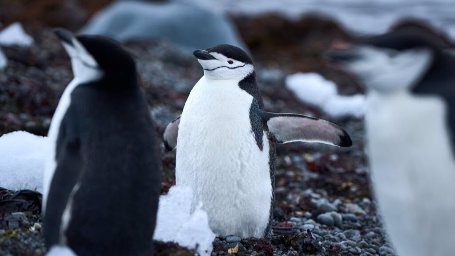 La Antártida pierde masa de hielo y el océano Austral se calienta, con impacto sobre el kril antártico, los pingüinos y las focas peleteras antárticas (Europa Press)
