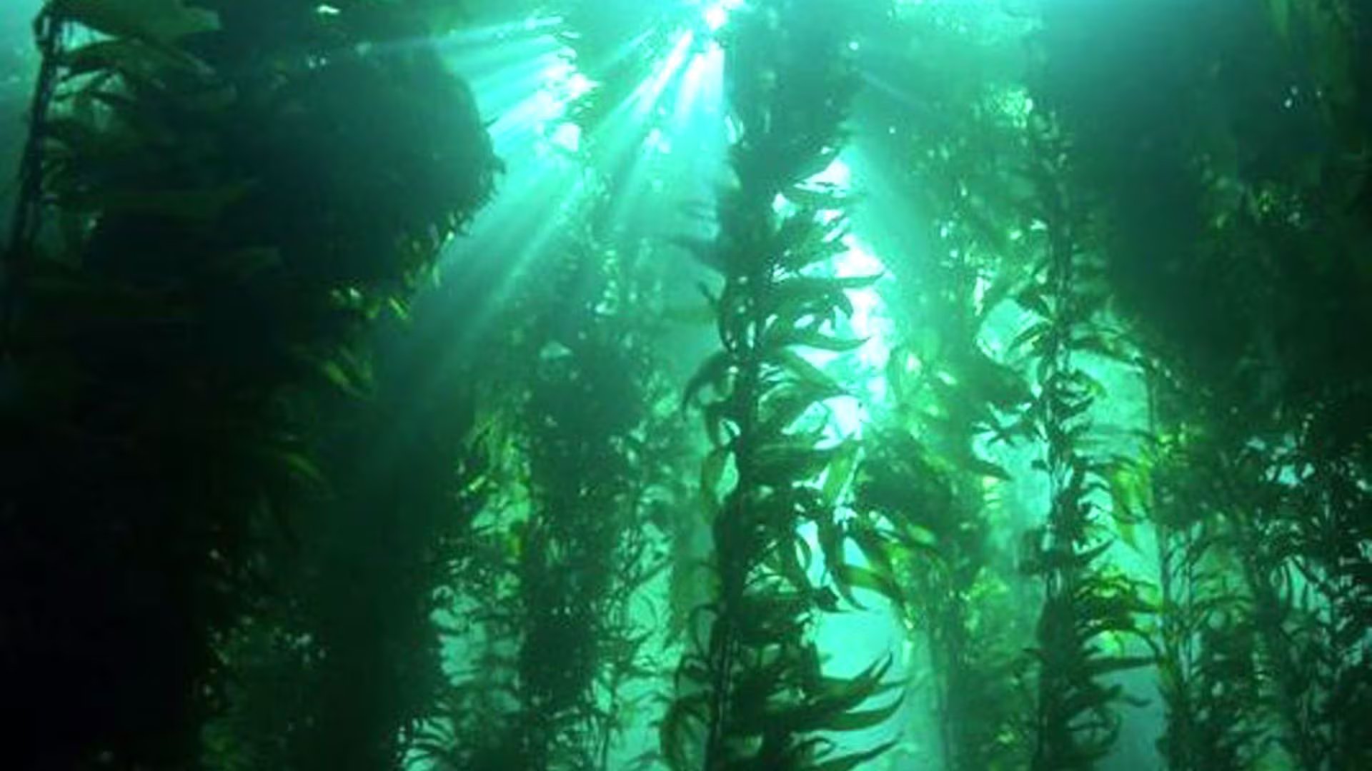 El enfoque bioinspirado de SUSTnano propone reemplazar procesos industriales contaminantes por métodos biocultivados en la producción de silicio
