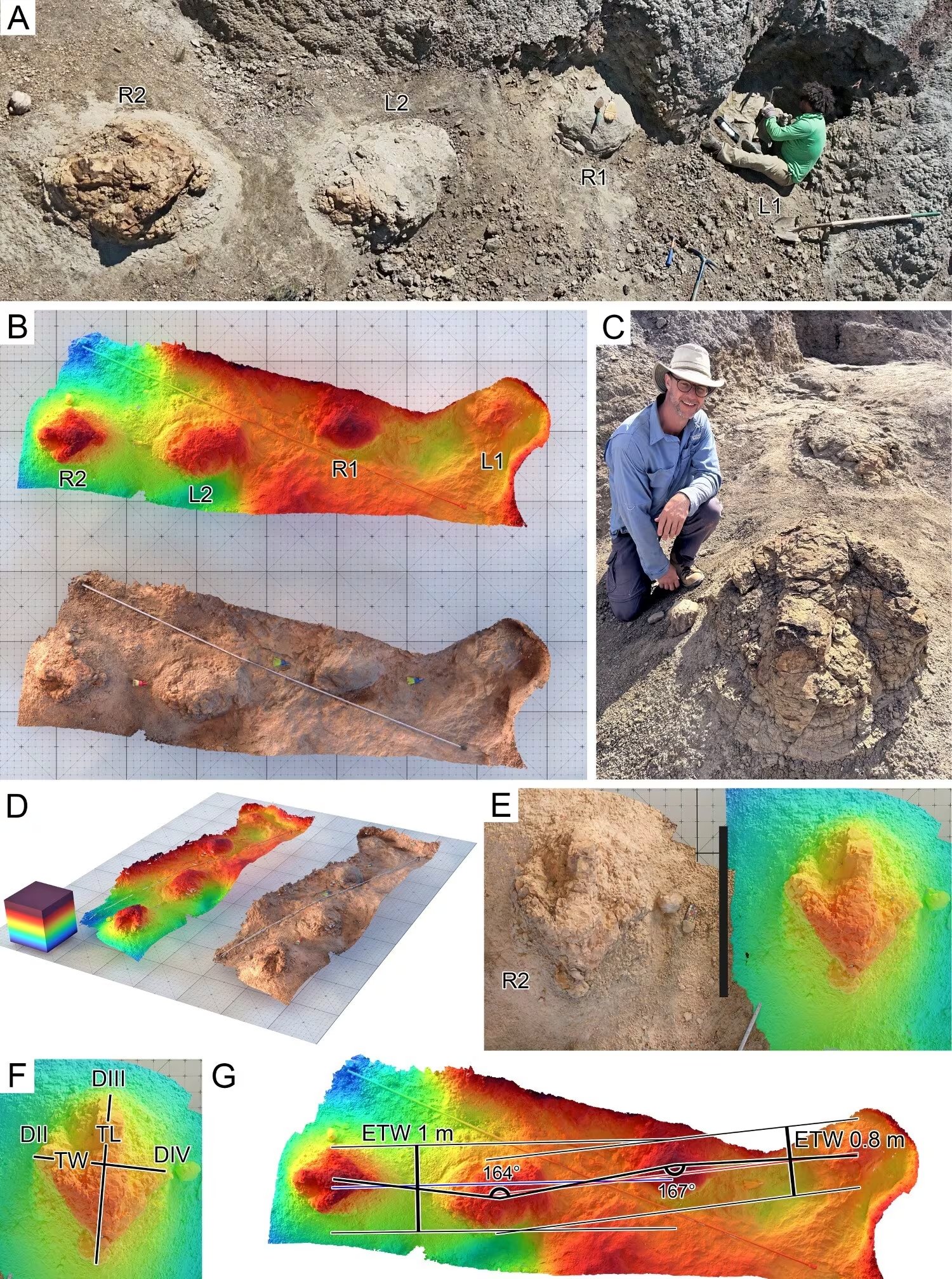 La secuencia, compuesta por cuatro impresiones de cerca de 91 centímetros y separadas por 3,96 metros, permitió calcular un desplazamiento de entre 5,6 y 7,2 kilómetros por hora mediante escaneo 3D (Journal of Vertebrate Paleontology )