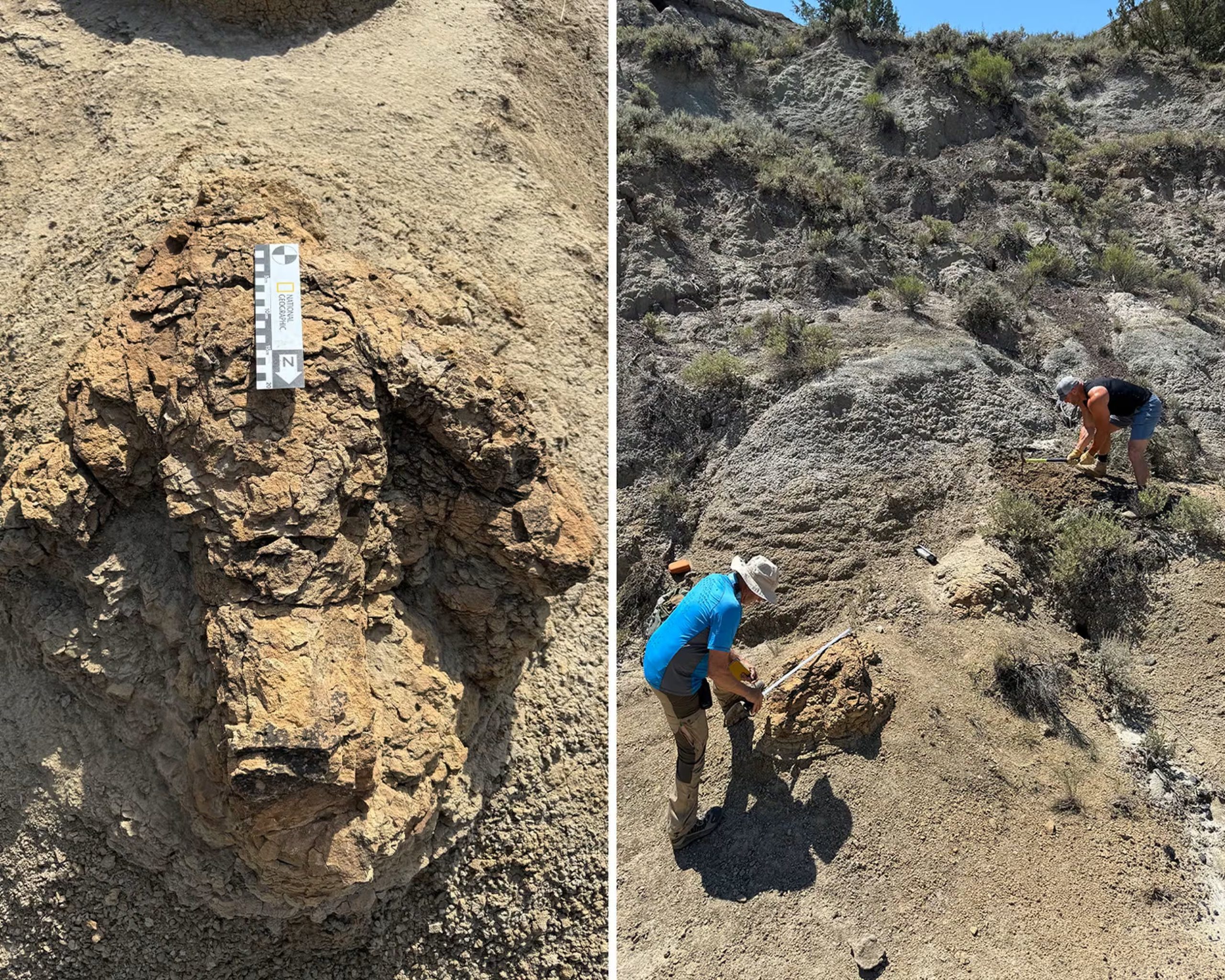 Los investigadores obtuvieron el cálculo a partir de una serie completa de cuatro huellas en Hell Creek (Crédito: Museo de Naturaleza y Ciencia de Denver)