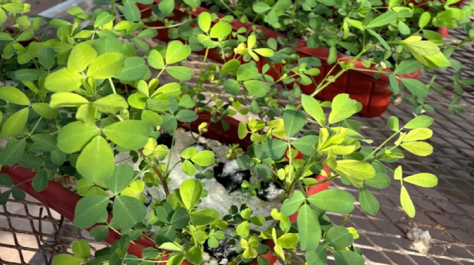 Para investigadores del INTA, la incorporación de alfalfa bajo los principios de la agricultura climáticamente inteligente puede transformar a los sistemas productivos semiáridos en verdaderos sumideros de carbono, y contribuir a mitigar el cambio climático (INTA)