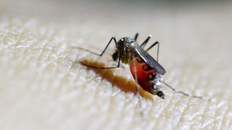 Un instituto de investigación militar solicitó ayuda para modificar el virus chikungunya y volverlo más dañino. (Reuters)