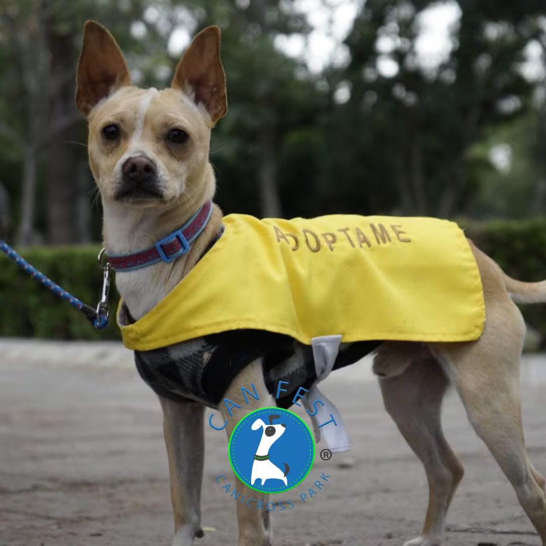 Las pasarelas de adopción serán uno de los ejes del Can Fest México. (FB: Can Fest México)