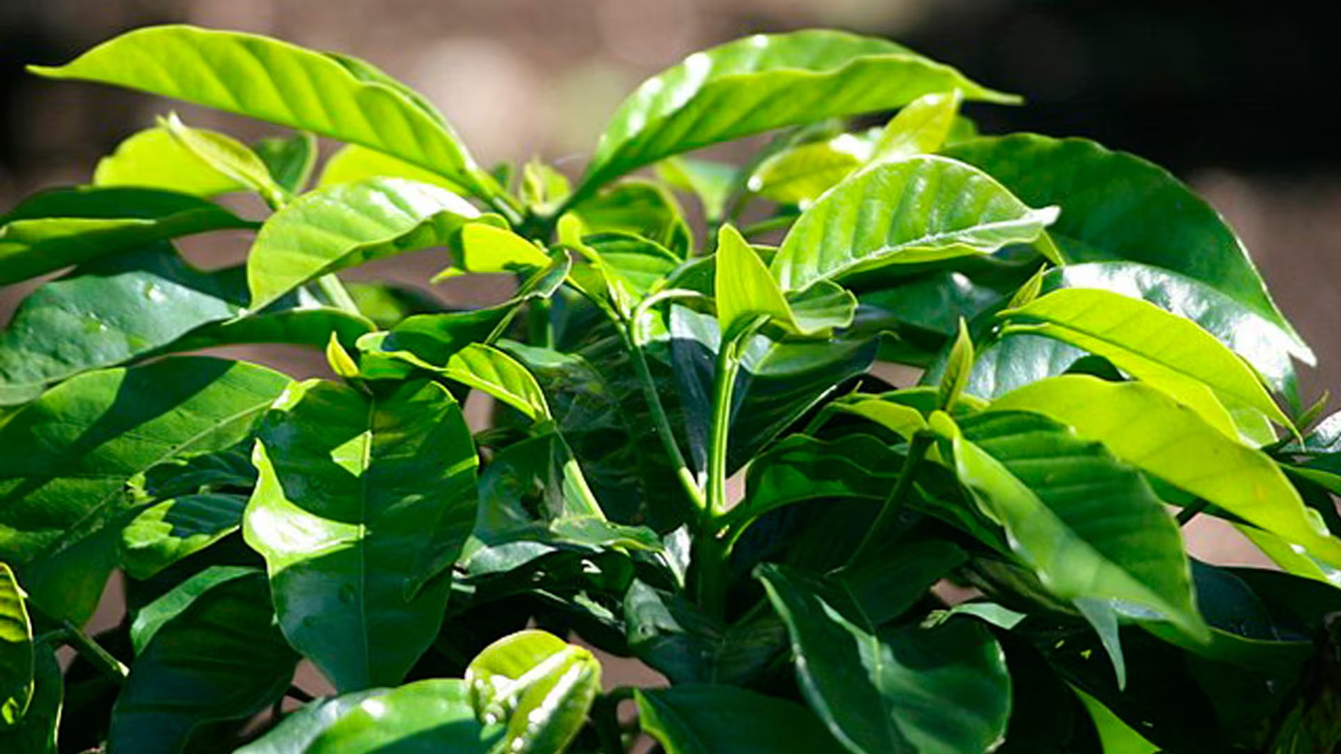 Esta planta contiene beneficios para la salud. (Wikimedia Commans)