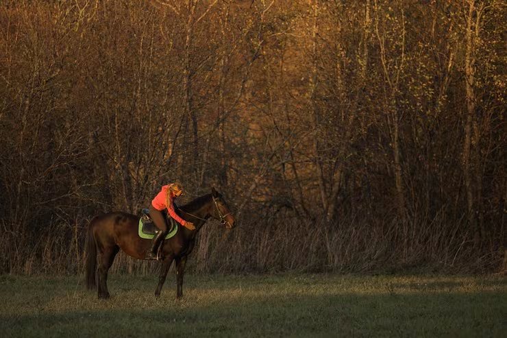 Una encuesta internacional sobre 2.767 caballos concluyó que las prácticas de cuidado y el vínculo con las personas se asocian con su personalidad (Magnific)
