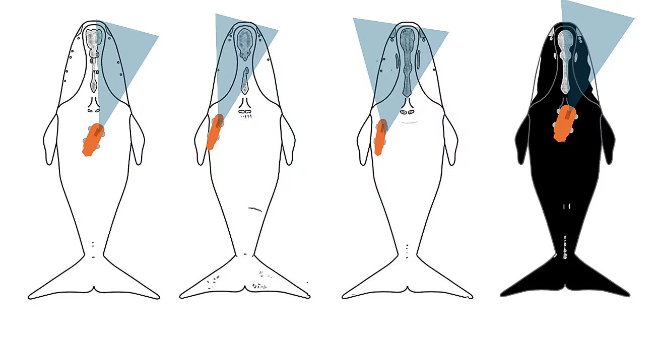 El trabajo publicado en PLOS ONE registró las primeras imágenes de video de ballenas francas que se alimentan en el fondo marino (Gentileza, estudio Abre bien la boca: Identificación del comportamiento alimentario de la ballena franca del Atlántico Norte mediante datos cinemáticos validados por cámara y aprendizaje automático, publicado en PLOS ONE)