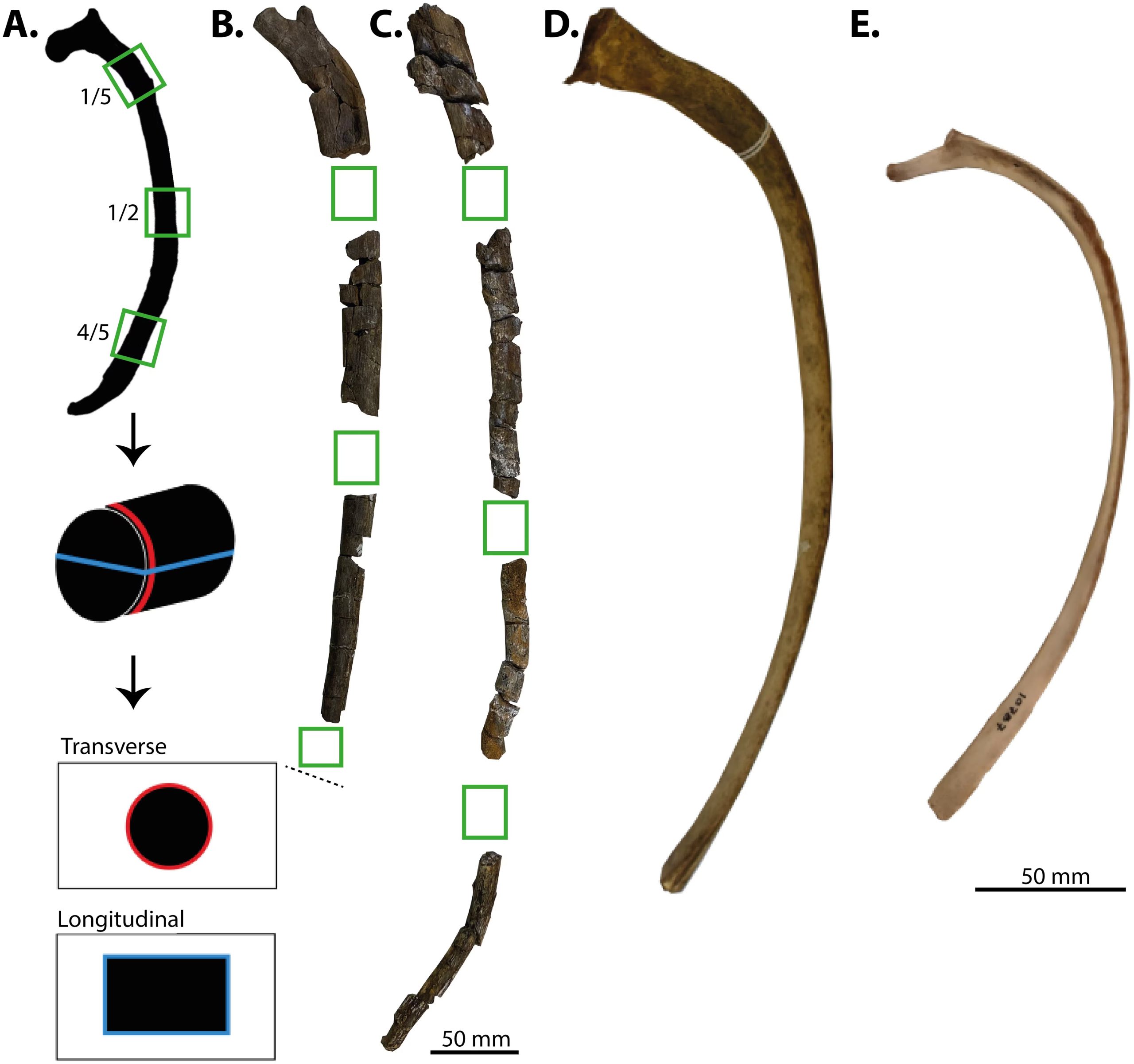 Los fósiles analizados por la Universidad de Oslo revelaron que las costillas de los ictiosaurios eran más compactas y pesadas de lo que se pensaba (Gentileza, estudio Microestructura de las costillas en ictiosaurios tuniformes y ballenas dentadas, publicado en PeerJ)