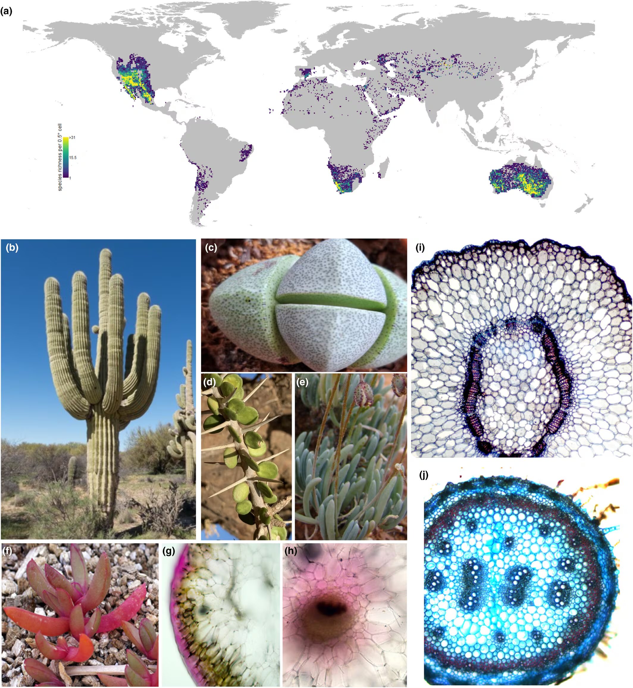 Un estudio de la Universidad de Michigan vinculó la betalaína de la remolacha con la adaptación de plantas con flores a ambientes secos (Gentileza, estudio Evolución en ambientes áridos: el papel de las betalaínas, la suculencia y los haces medulares, publicado en New Phytologist)