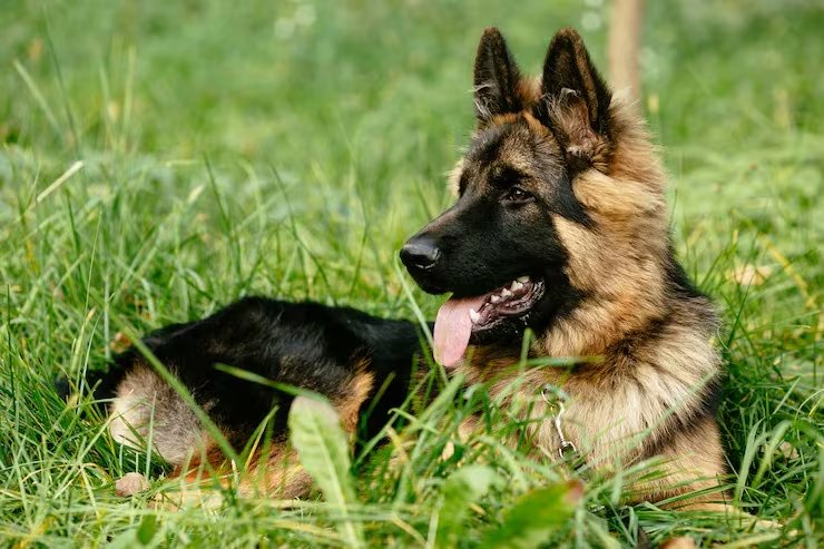 Un modelo acústico entrenado con más de 6.000 horas de grabaciones superó a los sistemas generales en el reconocimiento de ladridos caninos (Magnific)