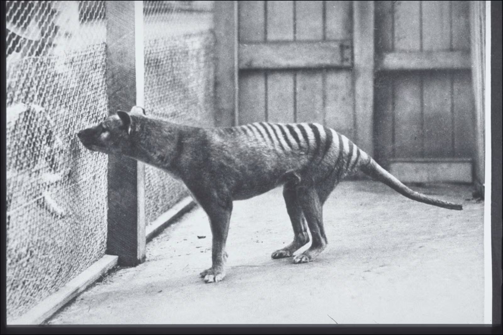 Tilacino o tigre de Tasmania en el zoológico Hobart. (Harry Burrell/Wikimedia Commons)