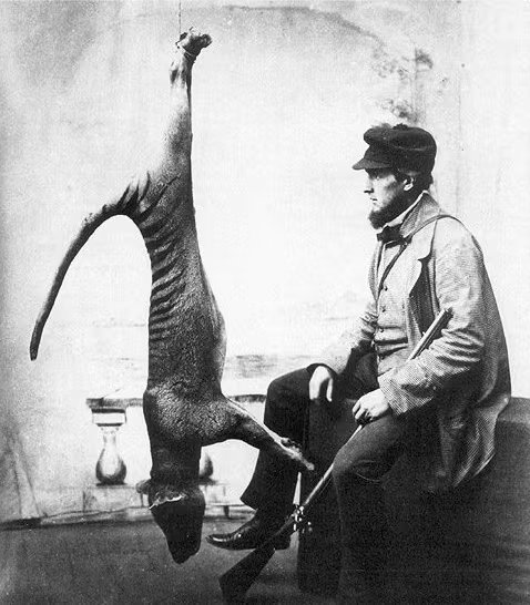 Imagen de un tilacino o tigre de Tasmania captura. (¿Víctor Prout?/Wikimedia Commons)