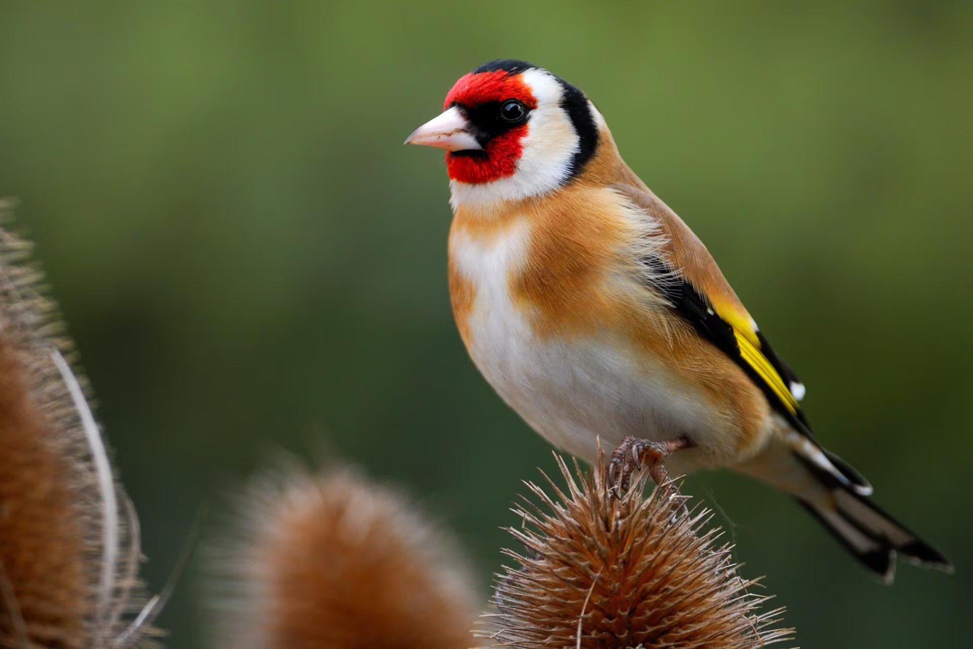 El jilguero europeo quedó en segundo lugar en la valoración del canto de aves realizada con 84 participantes (Europa Press)