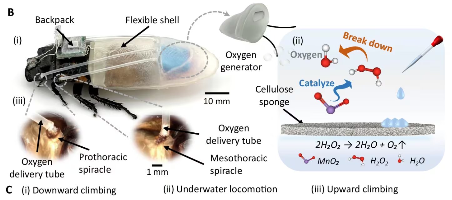 El equipo diseñó una cápsula flexible impresa en 3D que envuelve el cuerpo del insecto. 

(www.nature.com)
