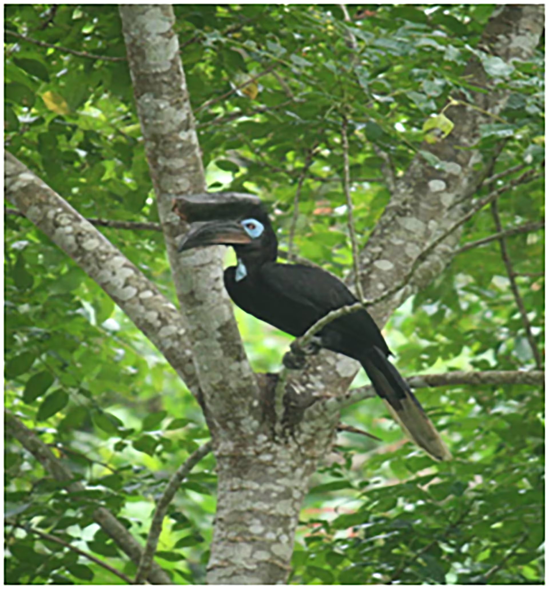 La expansión de los cultivos de palma aceitera y la tala de madera provocaron la pérdida del 96% de la cobertura forestal de Nigeria (Nigeria Park Service)
