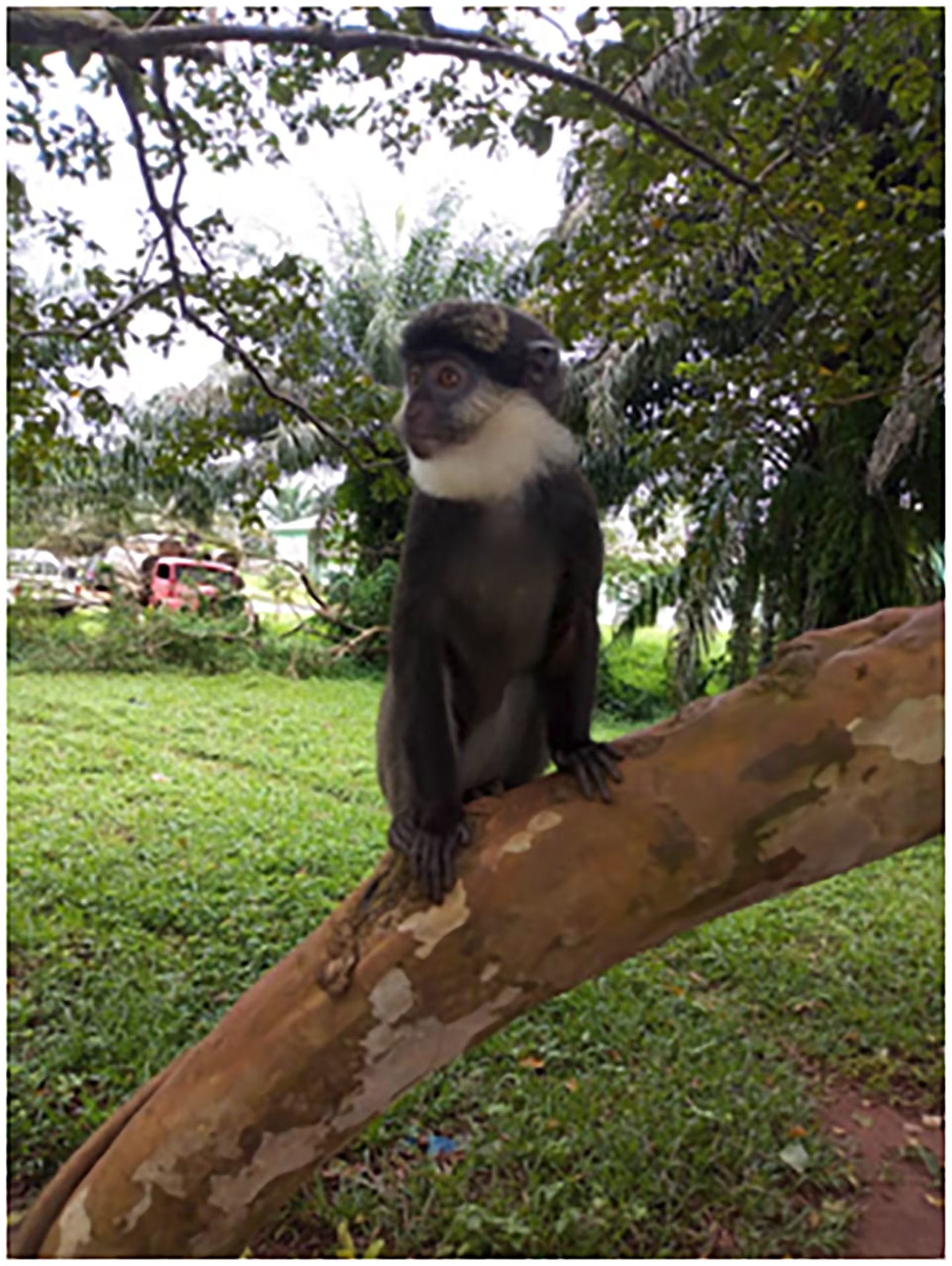 La fundación Africa Nature Investors busca financiar la conservación de Okomu mediante el desarrollo del ecoturismo y los créditos de carbono (Nigeria Park Service)
