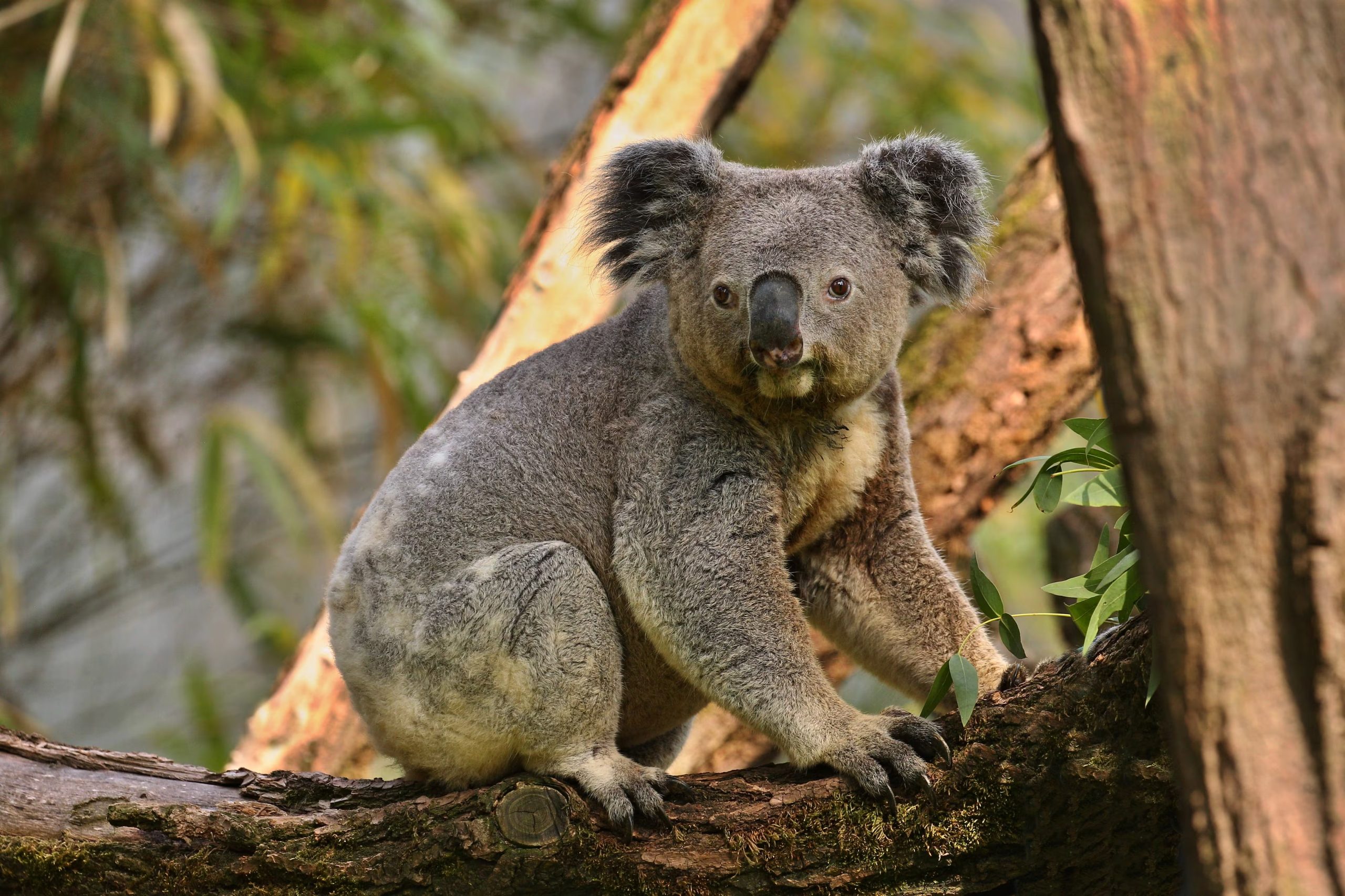 Los reportes de rescate de fauna en Australia ubicaron a los animales silvestres sobre todo en entretechos, muros, garajes y espacios bajo las viviendas (Magnific)