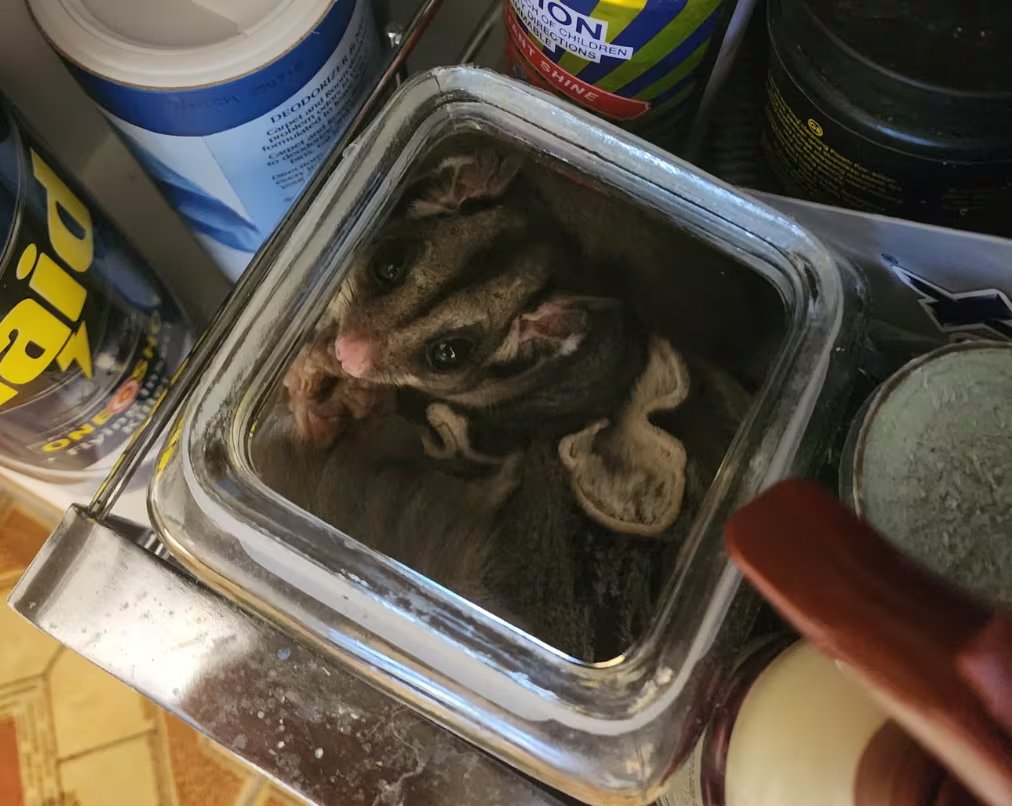 El estudio detectó que cerca del 10% de los animales silvestres fue hallado en ambientes interiores de la casa, incluidos dormitorios y cocinas (Wildlife Victoria)