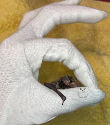 Wildlife Victoria reportó rescates de petauros del azúcar, equidnas, koalas y micro murciélagos dentro del hogar en distintos casos recientes (Ericka Tudhope)