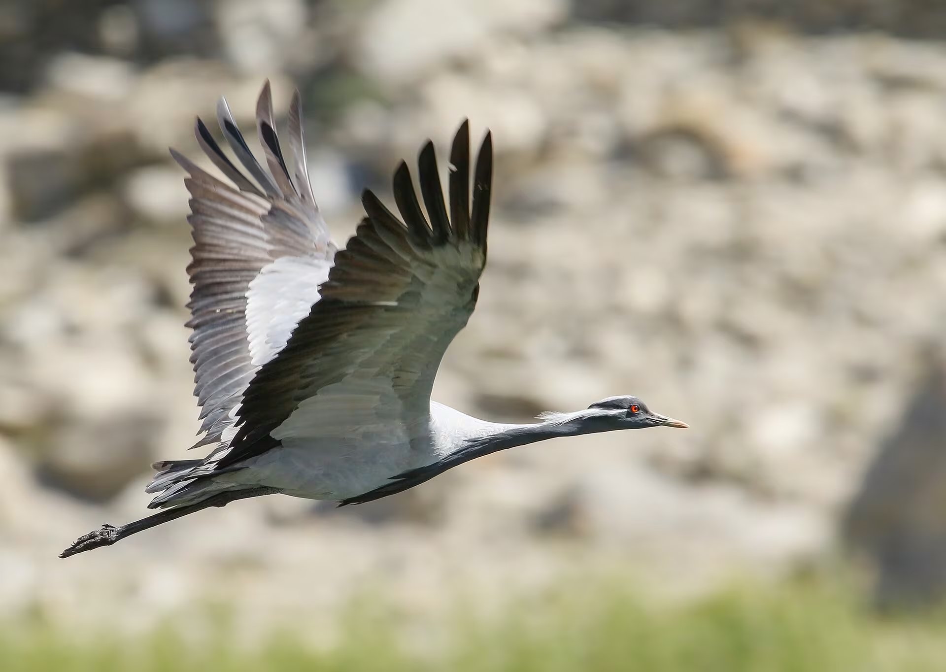 Imagen de archivo de una grulla damisela volando. (Imran Shah/Wikimedia Commons)