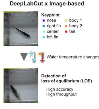 La investigación publicada en Scientific Reports busca medir de forma objetiva la tolerancia térmica de los peces con las herramientas DeepLabCut y ResNet34 (Gentileza: estudio Un sistema automatizado basado en DeepLabCut revela una diversa tolerancia a la temperatura entre cepas de medaka y especies relacionadas de Oryzias, publicado en Scientific Reports)