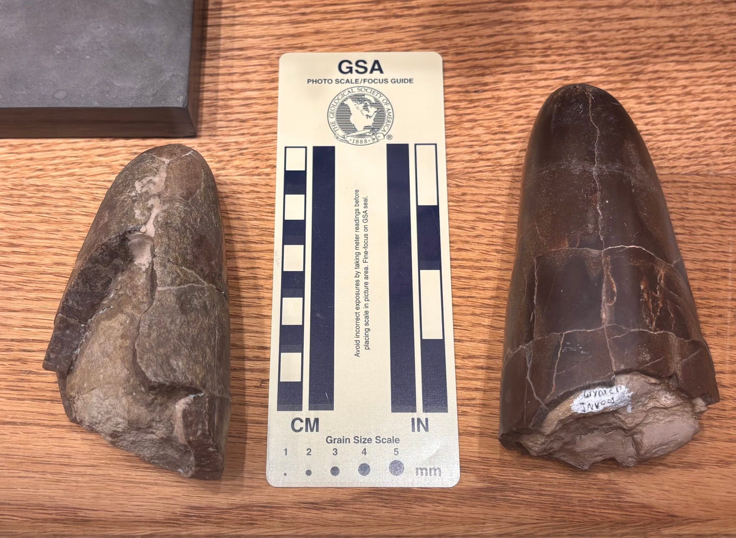 El estudio plantea que la estructura robusta de Wyoteuthis linsterorum pudo darle ventaja para cazar cefalópodos más pequeños del género Pachyteuthis (Crédito: Jessica Lippincott)