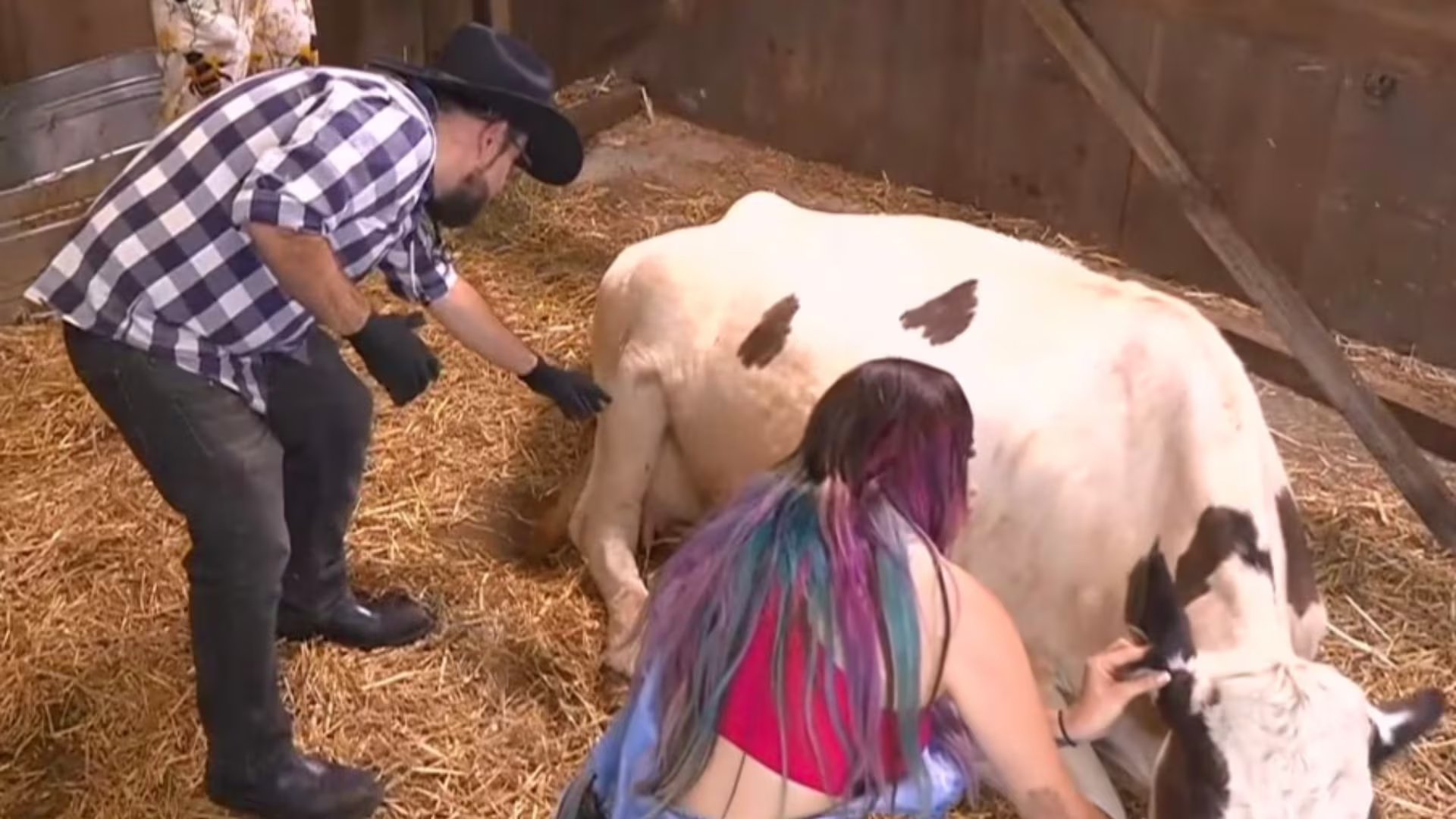  El veterinario confirmó la presencia de garrapatas adheridas a la piel de las vacas tras la revisión en el granero. (Captura de pantalla )