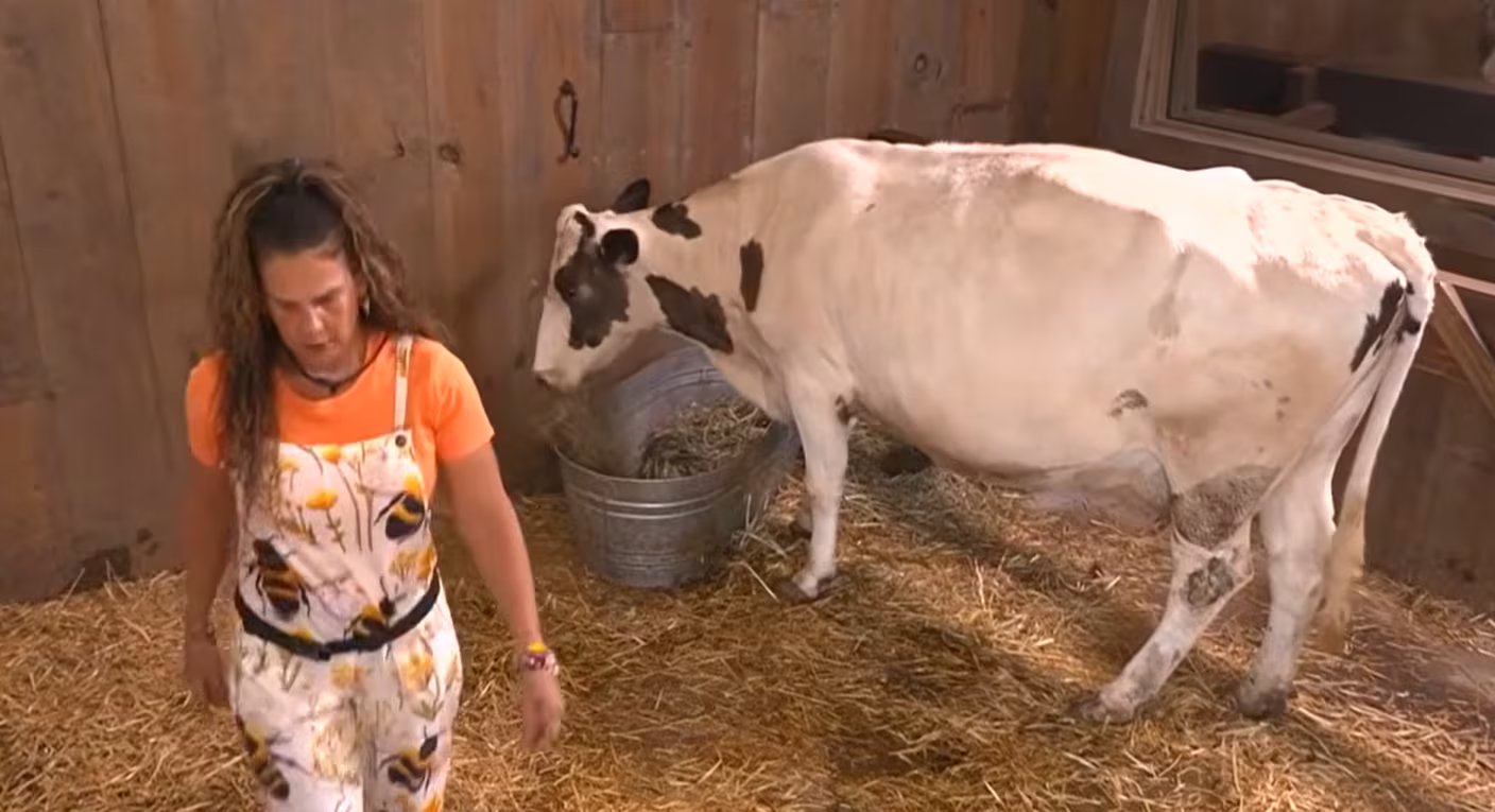 Niurka Marcos vivió un susto durante el ordeño matutino cuando una de las vacas se soltó dentro del establo. (Captura de pantalla )