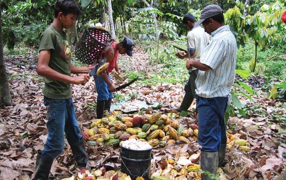 La cosecha del cacao se realiza de manera manual. (Ministerio de Cultura y Patrimonio)