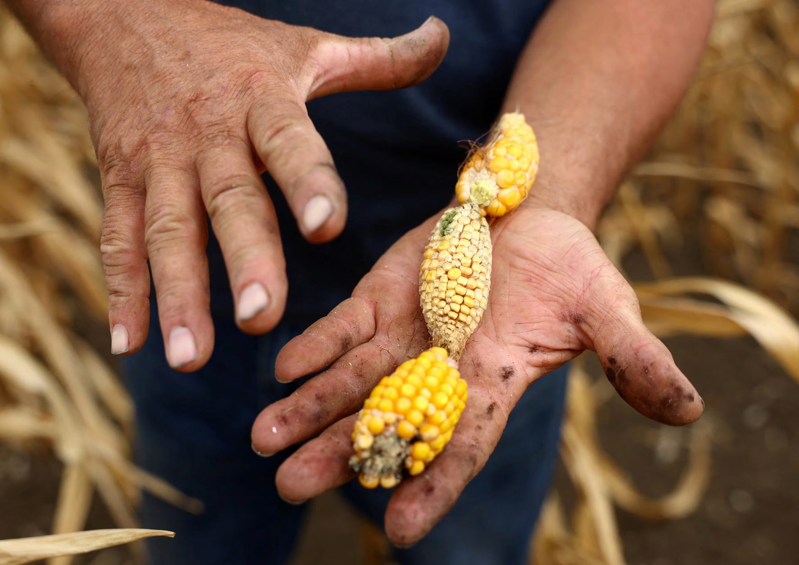 El trabajo incorporó el efecto del CO₂ sobre las plantas, y esa corrección moderó las estimaciones más extremas sobre aridez global ( REUTERS/Bernadett Szabo)