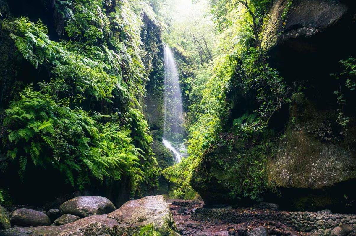 El bosque de laurisilva estrella de La Palma está en el nordeste de la isla, a 24 kilómetros por carretera de la ciudad de Santa Cruz. (Turismo de las Islas Canarias)