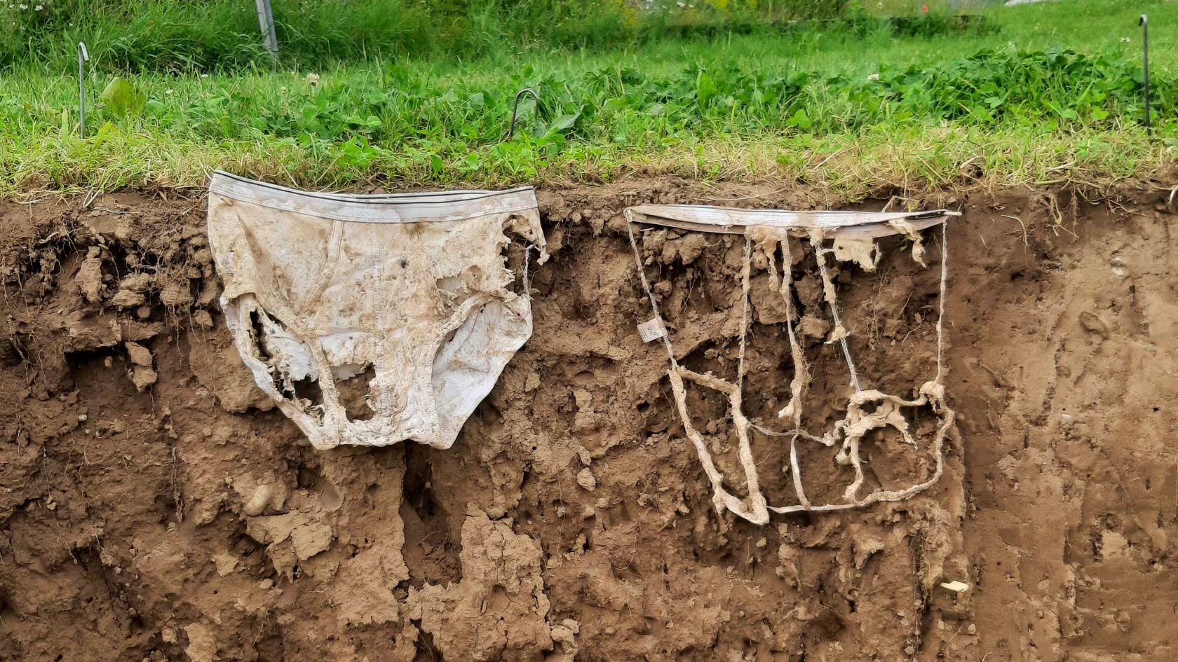 Calzoncillos que fueron enterrados en distinto tipo de terreno. (Agroscope)