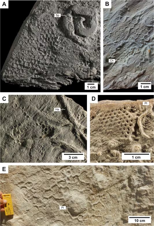 Las redes modernas de paleodictión se ubican a profundidades de entre 1300 y 5000 metros, donde habitan pequeños crustáceos (Gentileza, estudio ¿Pueden los artrópodos producir Paleodictyon?, publicado en Earth-Science Reviews)