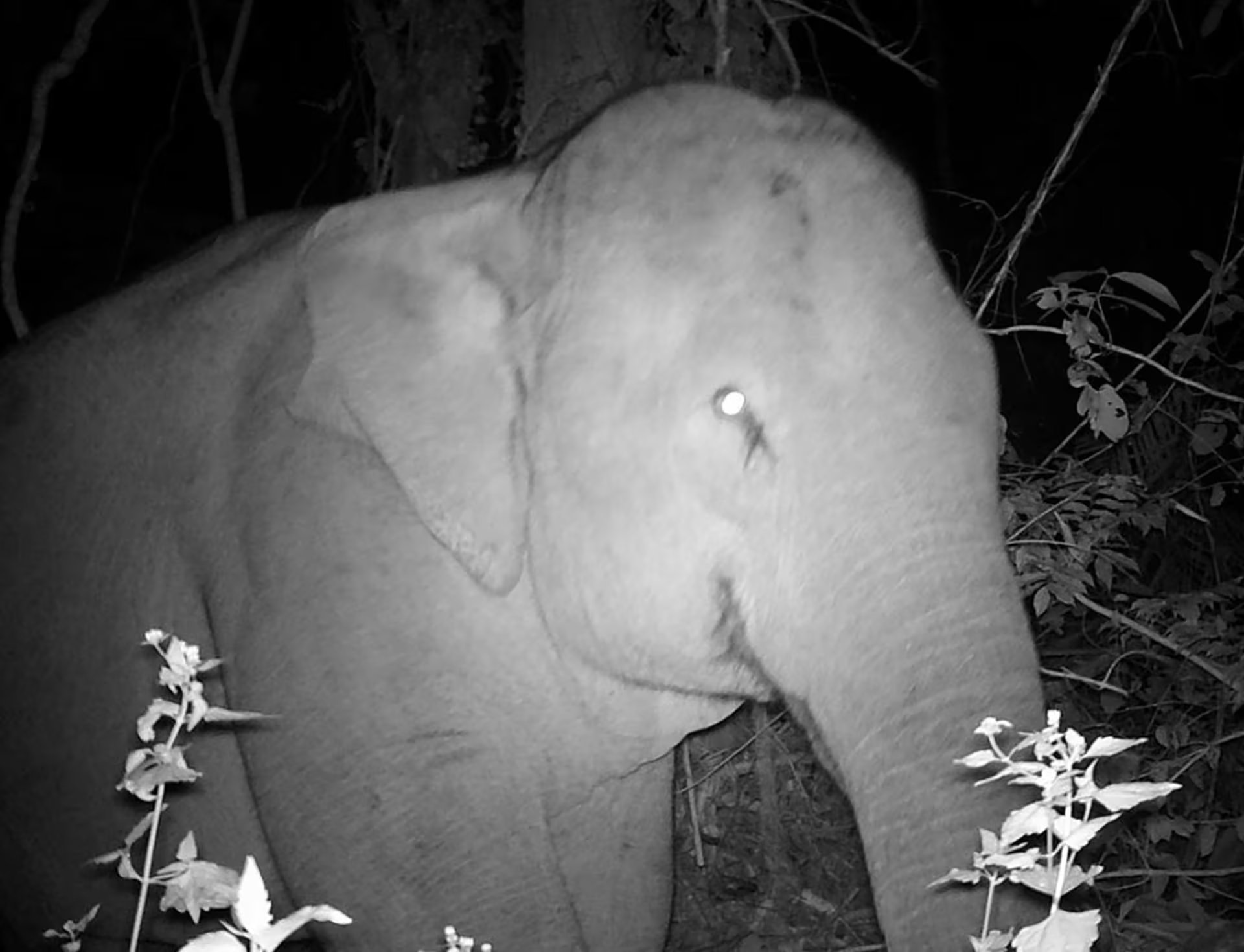 Las cámaras trampa registraron en Samlaut especies amenazadas como el pangolín de Sunda, el elefante asiático y el gaur (Fundación Maddox)