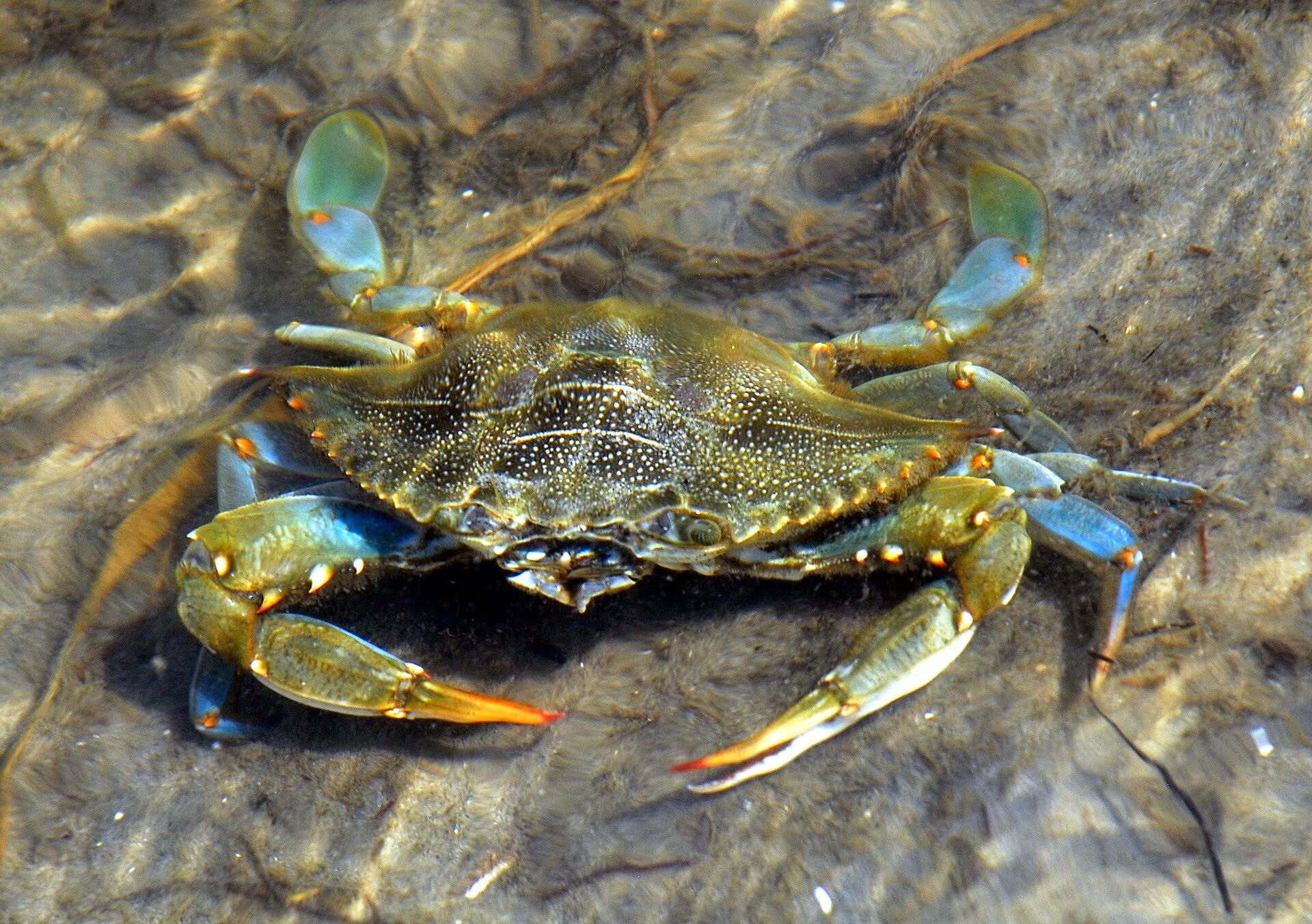 Ejemplar de cangrejo azul. (Jarek Tuszyński/Wikimedia Commons)