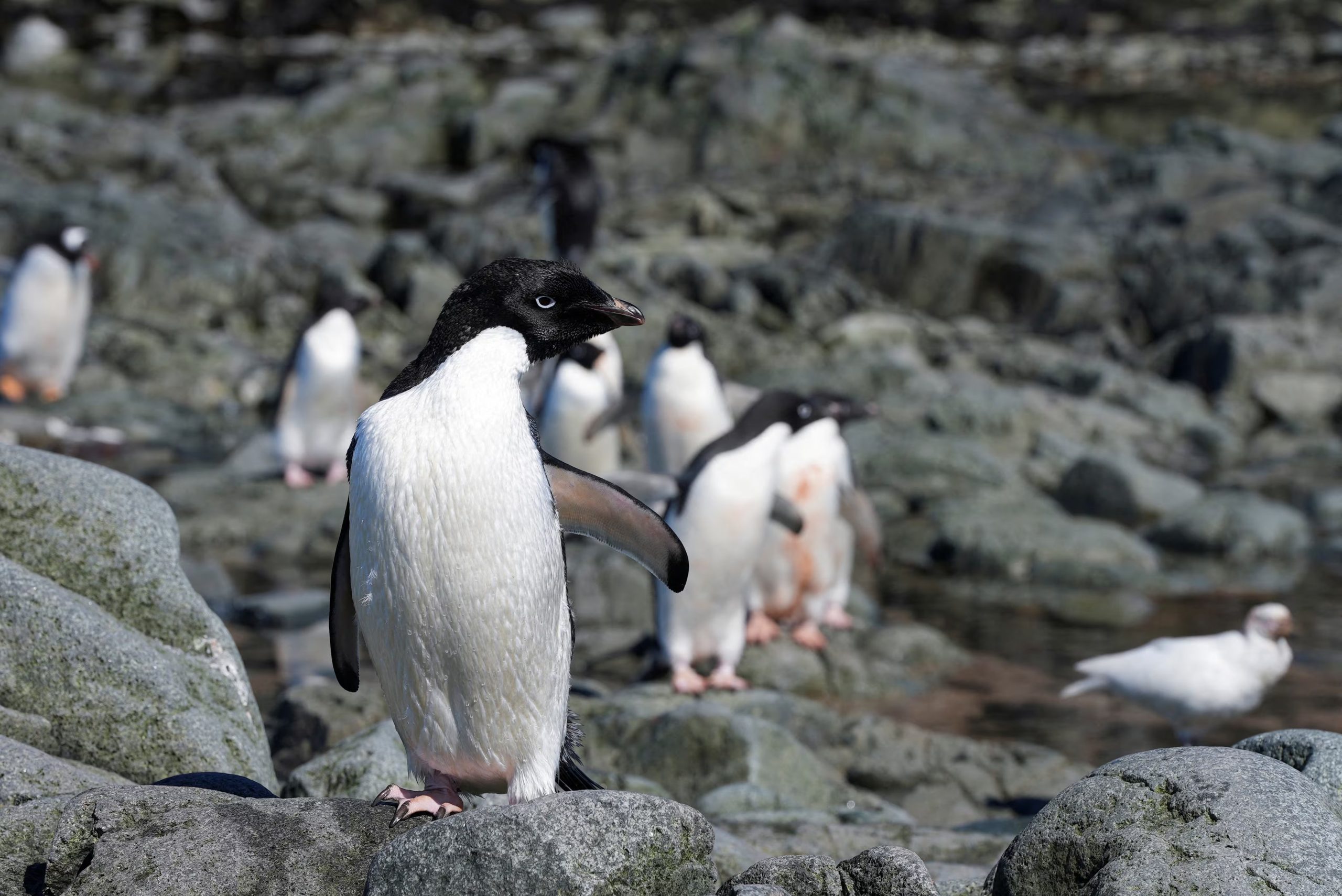 Los satélites Landsat de la NASA detectaron el guano de las colonias de pingüino de Adelia y permitieron analizar su alimentación desde el espacio. (REUTERS/Natalie Thomas)