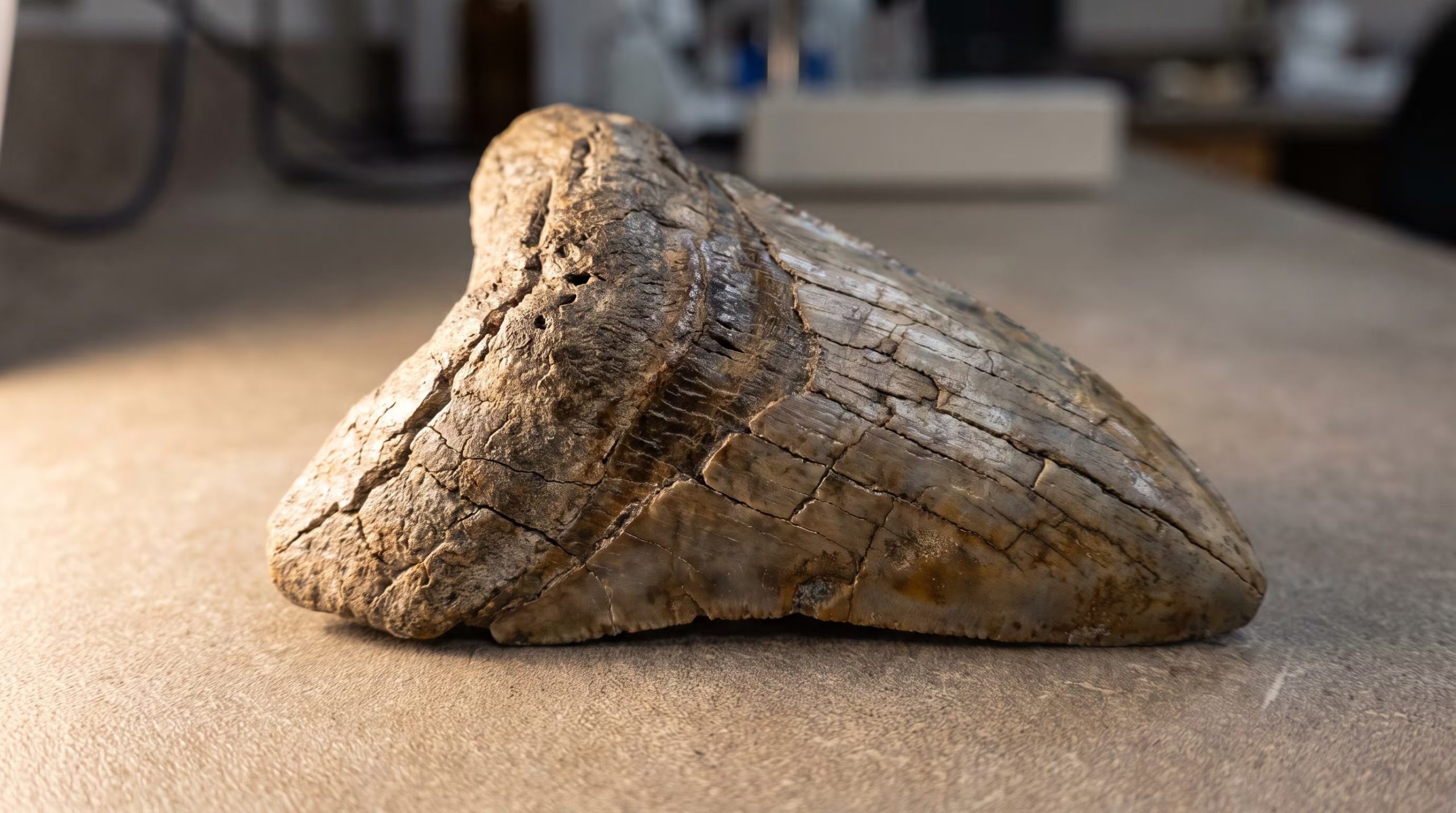 El análisis de esmalte dental de dos dientes fósiles del Museo de Historia Natural del Condado de Los Ángeles aportó la primera medición directa de temperatura para T. rex (Imagen Ilustrativa Infobae)