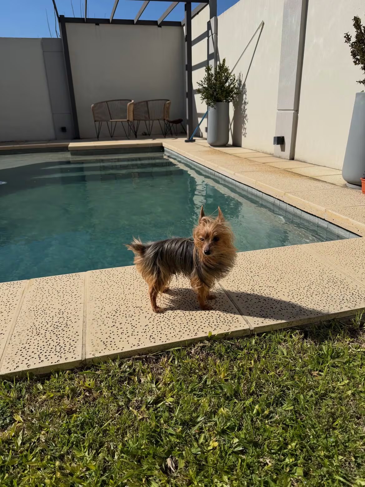 Pupi, el perro de la familia de Emilia que vive junto a sus padres en Nogoyá