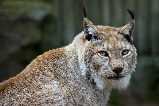 Un ejemplar de lince boreal (Lynx lynx) en el Zoo de Madrid, España. (Carlos Delgado/Wikimedia Commons)