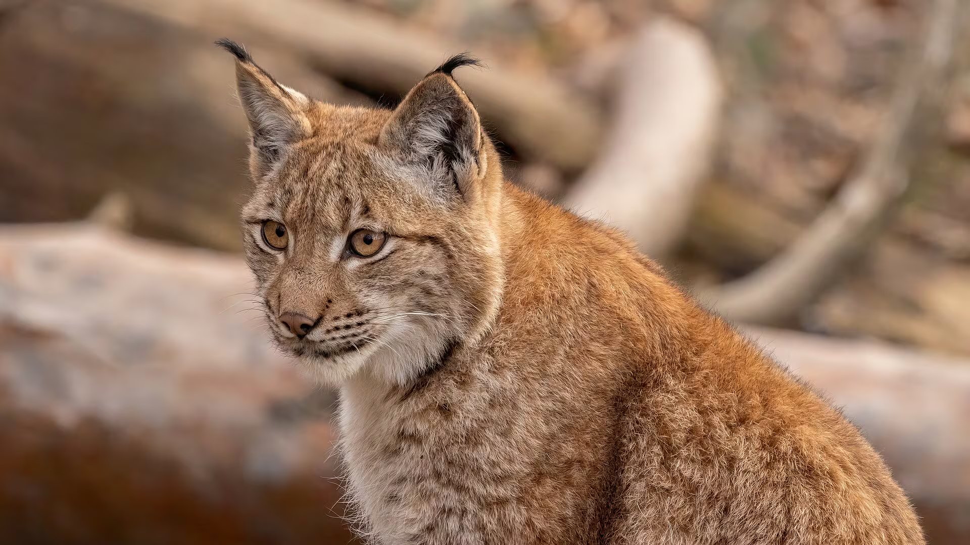 Imagen de archivo de un ejemplar de lince europeo. (Roy Egloff/Wikimedia Commons)