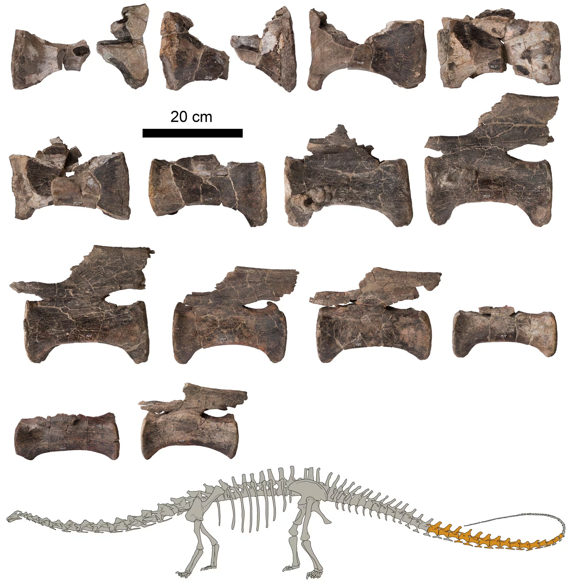 Vértebras de la cola del Diplodocus de El Castellar (Teruel, España) junto con una figura indicando en oscuro los fósiles estudiados. (Fundación Conjunto Paleontológico de Teruel-Dinópolis)