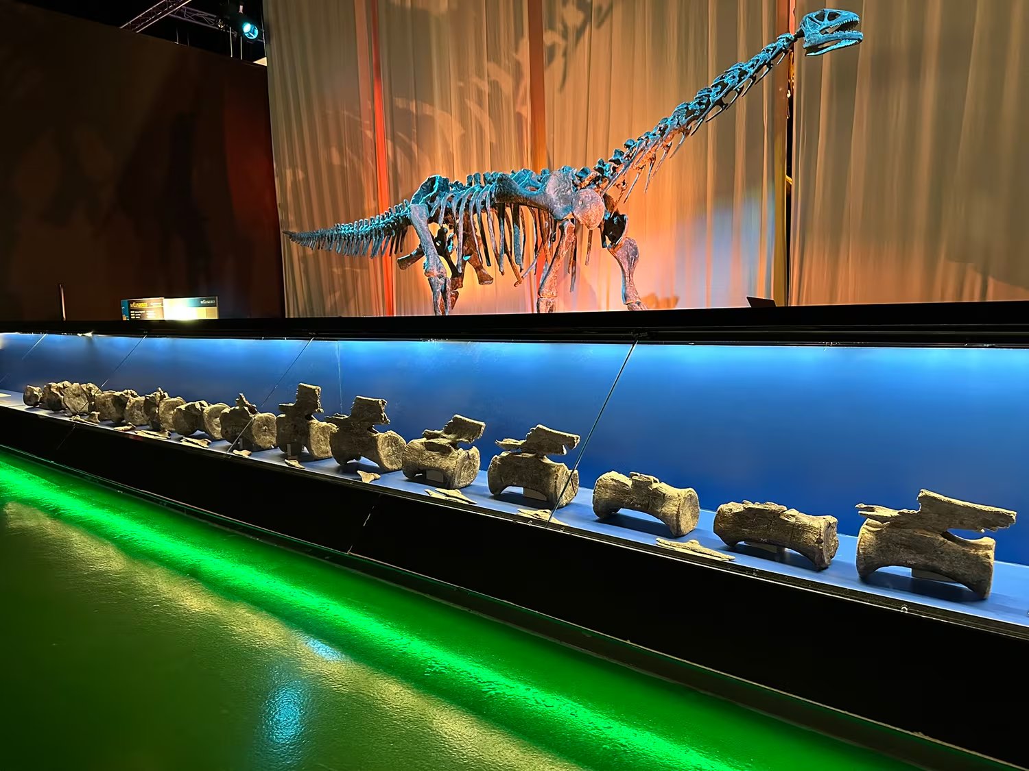 Huesos originales del Diplodocus de El Castellar expuestos en el Museo Aragonés de Paleontología ubicado en Dinópolis (Teruel, España). (Fundación Conjunto Paleontológico de Teruel-Dinópolis)