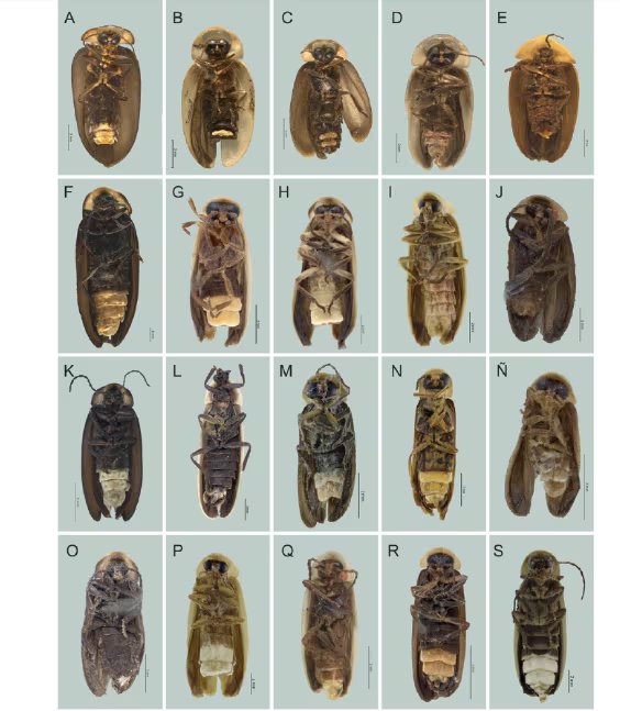 Figura 3. Vista ventral de especies de Lampyridae. A) Cratomorphus anitae, B) C. ayalai, C) C. ramirezi, D) C. rodriguezae, E) Tenaspis angularis, F) Photinus acontrerasi, G) P. alanisae, H) P. avendanoae, I) P. benignoi, J) P. buenoi, K) P. ciervophallus, L) P. davilae, M) P. dispersus, N) P. ednae, Ñ) P. elvirae, O) P. epetriophallus, P) P. euguii, Q) P. franciscotoledoi, R) P. franckei, S) P. ifigeniae. (Revista Mexicana de la Biodiversidad)