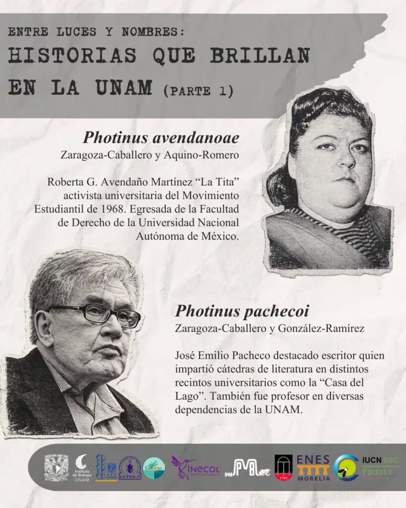 Las nuevas especies de luciérnagas fueron nombradas en honor a reconocidos académicos mexicanos (Gaceta UNAM)