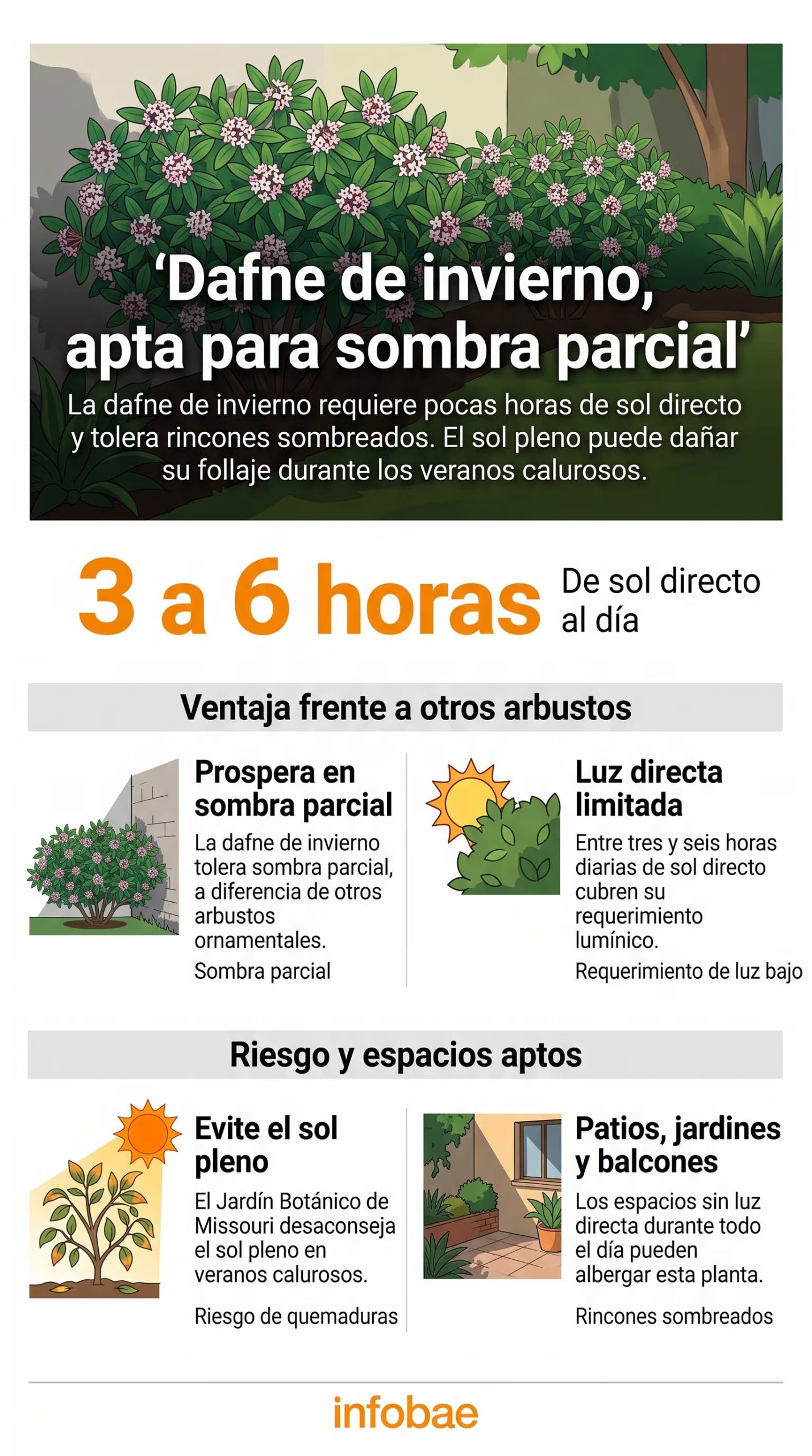 Requiere entre 3 y 6 horas de luz solar directa al día. (Imagen Ilustrativa Infobae)
